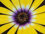Yellow & Purple Flower_DSCF06394